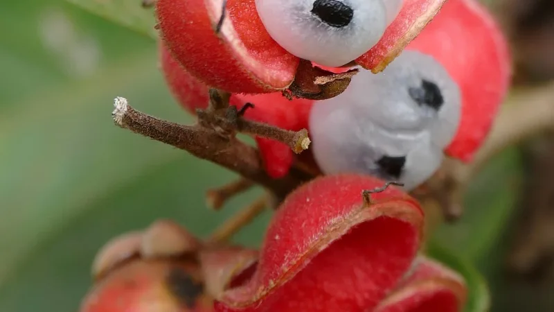 Guaraná de Maués: do waraná sateré-mawé ao selo de IG