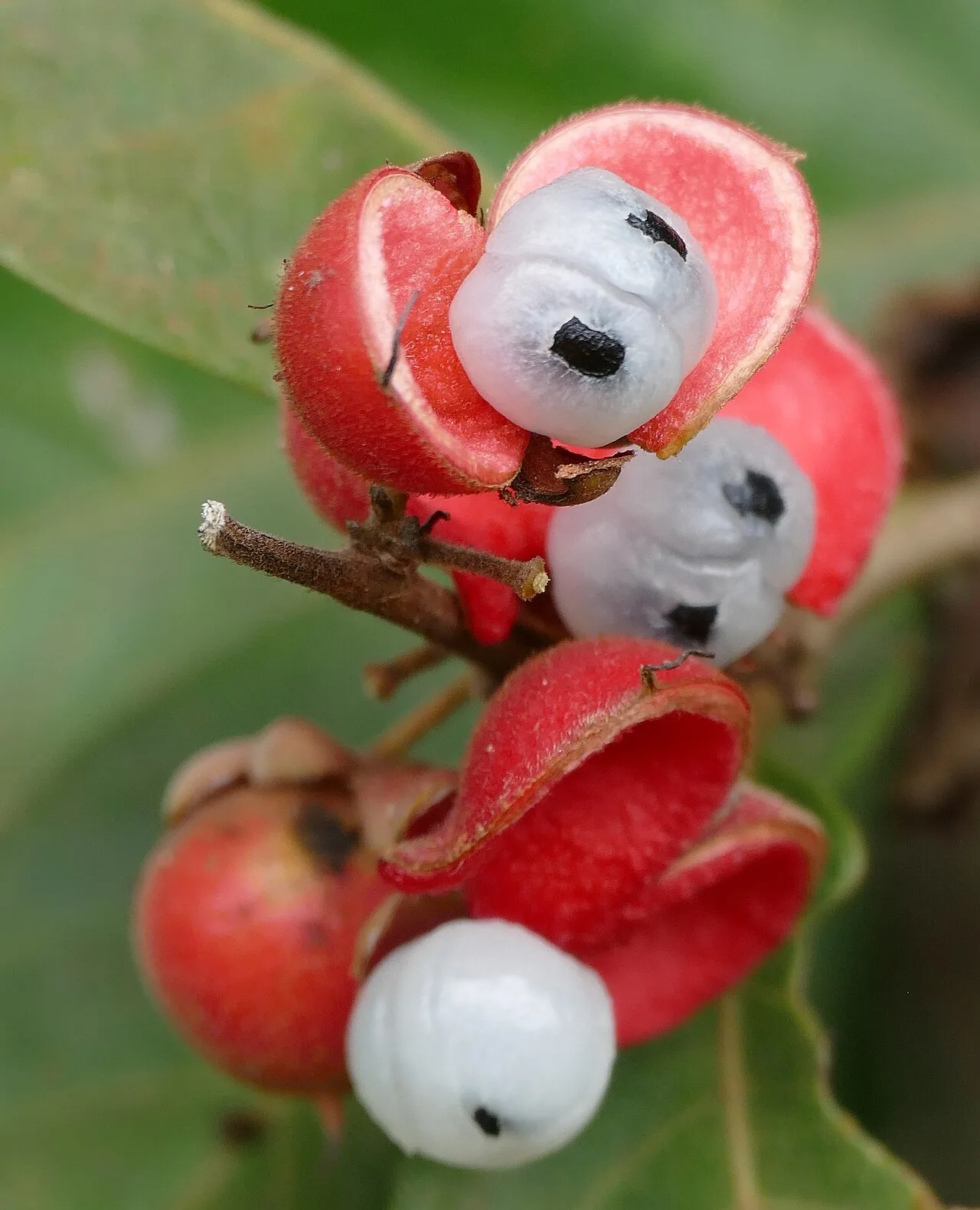 Guaraná de Maués: do waraná sateré-mawé ao selo de IG