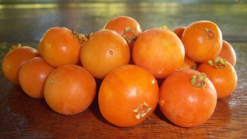 Guavira: a fruta que anuncia a primavera e a chuva em MS