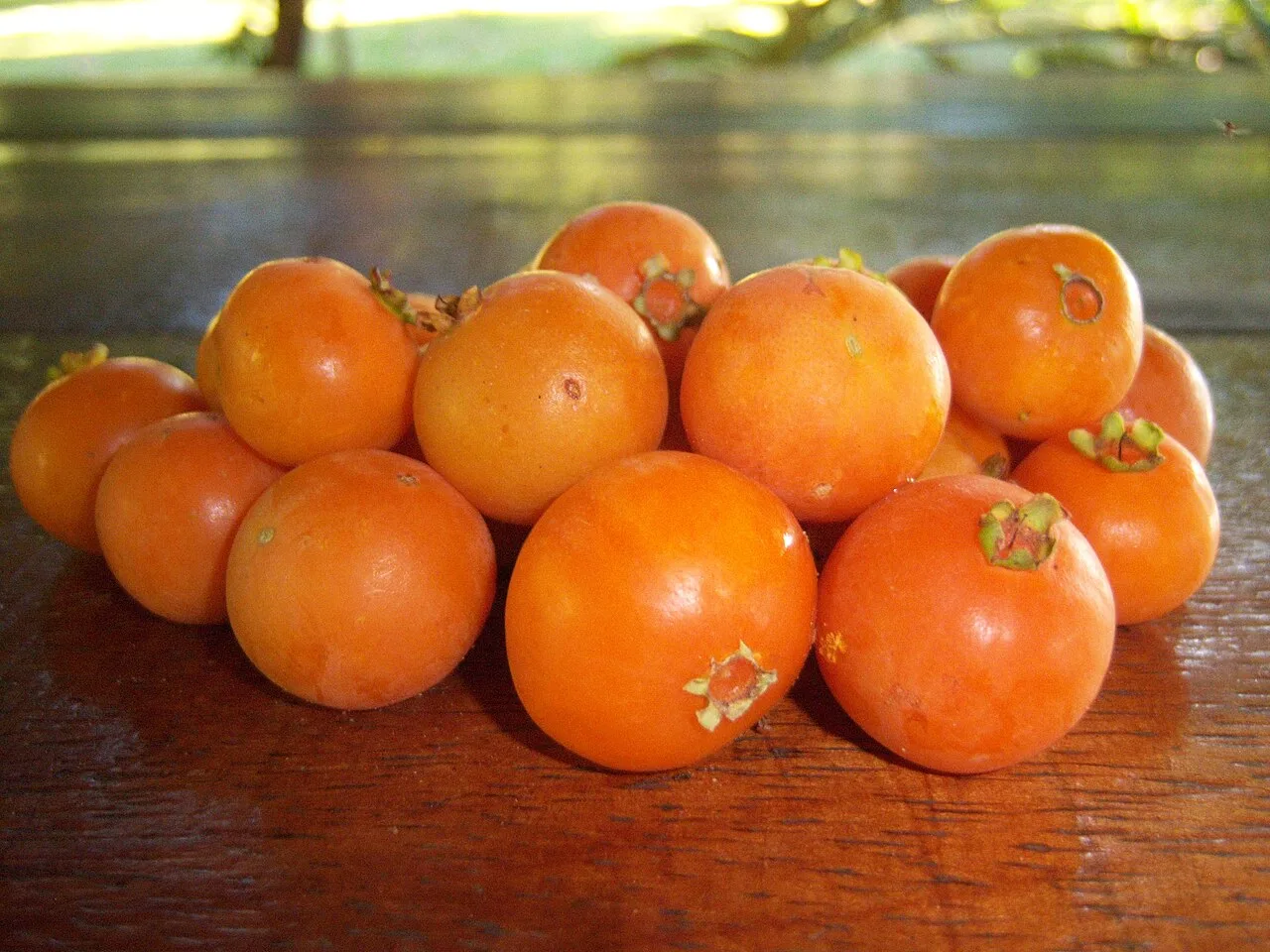 Guavira: a fruta que anuncia a primavera e a chuva em MS