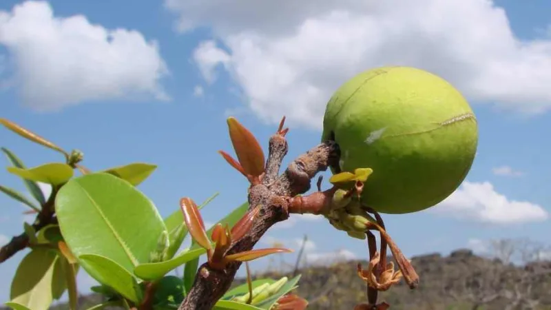 Mangaba de Sergipe: a fruta nativa do sorvete e da polpa