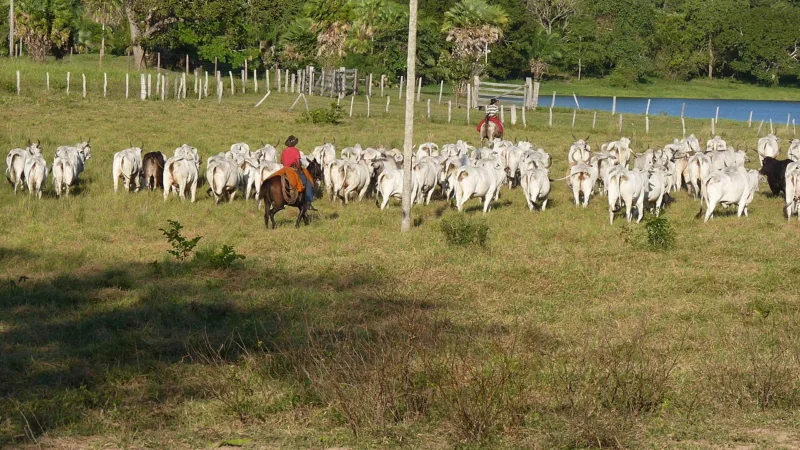 Quebra-torto: o café do peão que abre o dia no Pantanal de MT