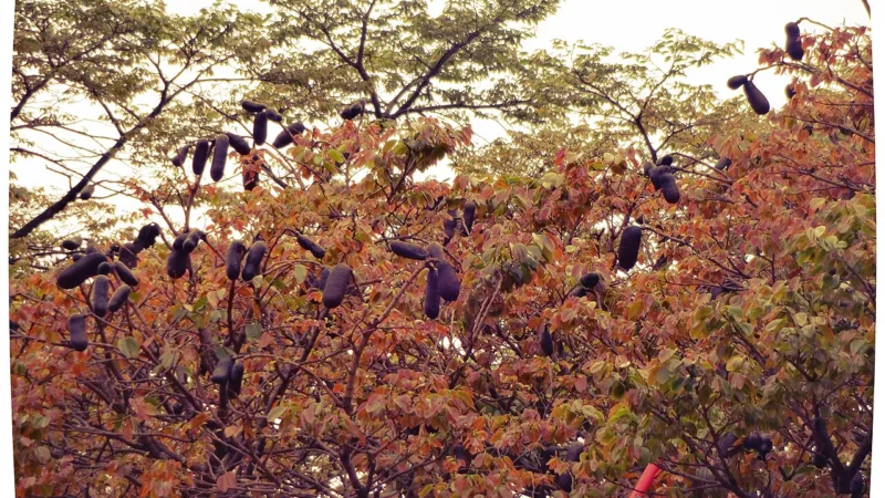 Jatobá-do-cerrado: a vagem dura de polpa doce e farinácea