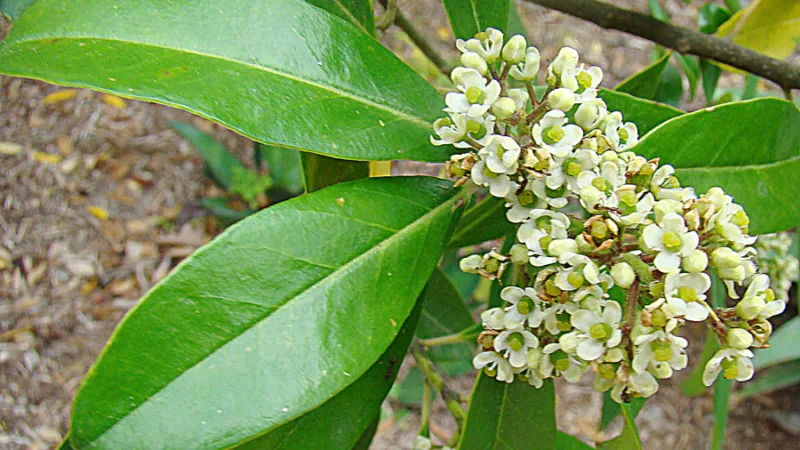 Erva-mate de Canoinhas: o chimarrão do Planalto Norte catarinense