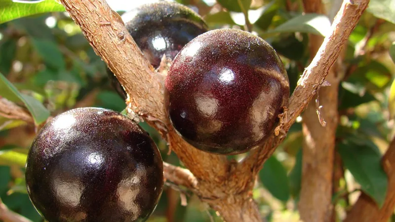Licor de jabuticaba: o doce escuro que guarda a safra de Sabará