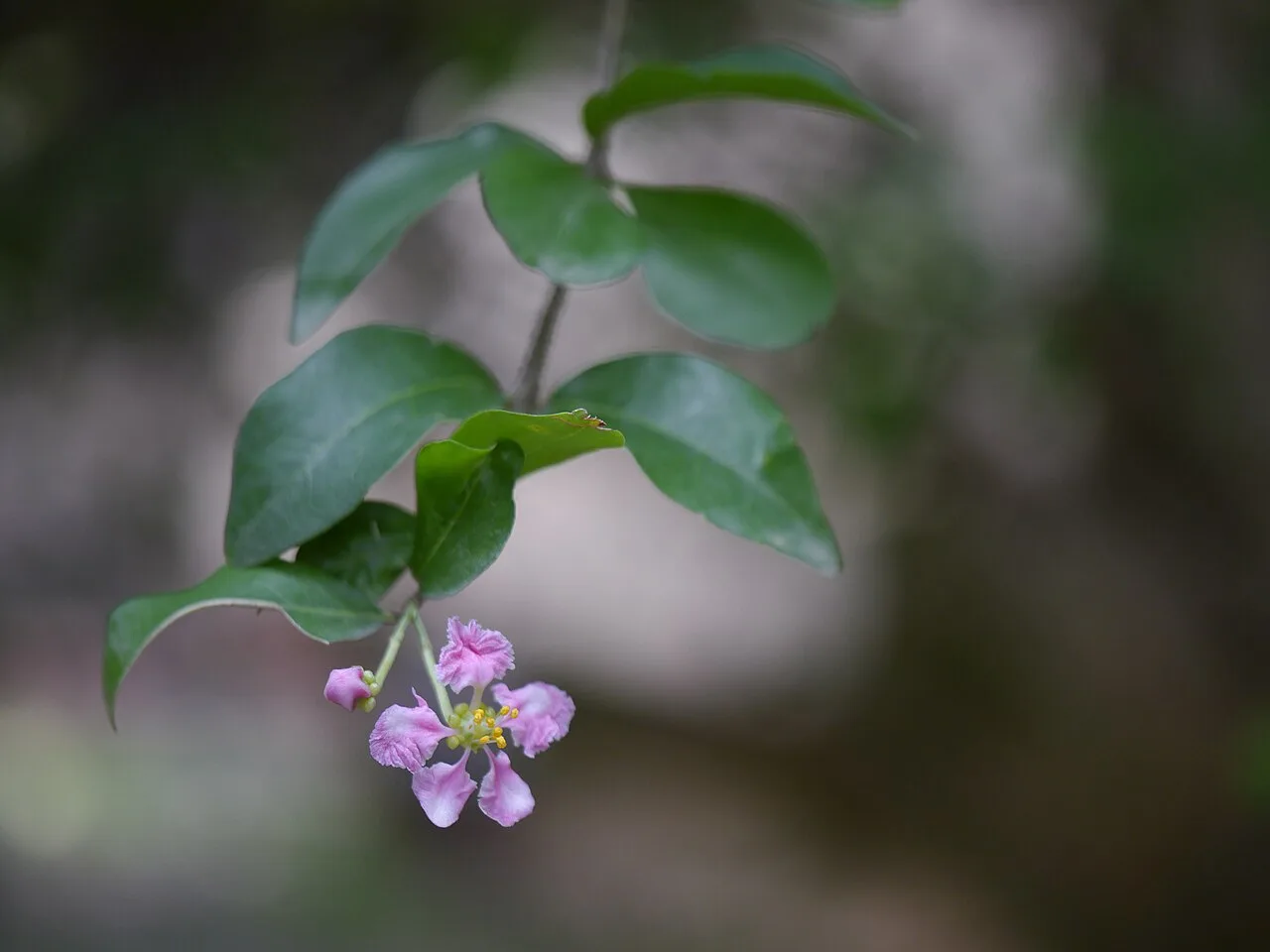 Acerola - imagem ilustrativa