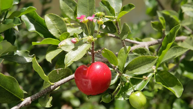 Acerola: a pequena fruta rica em vitamina C no Nordeste