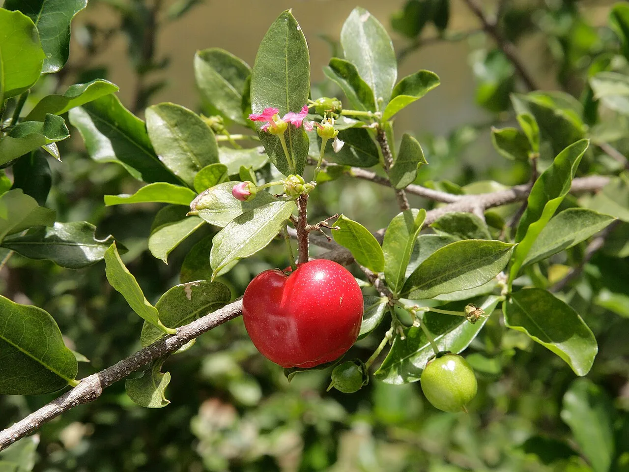 Acerola: a pequena fruta rica em vitamina C no Nordeste