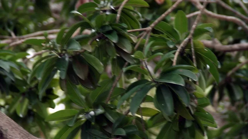 Sapoti no Ceará: a fruta doce de nome asteca e látex de chicle