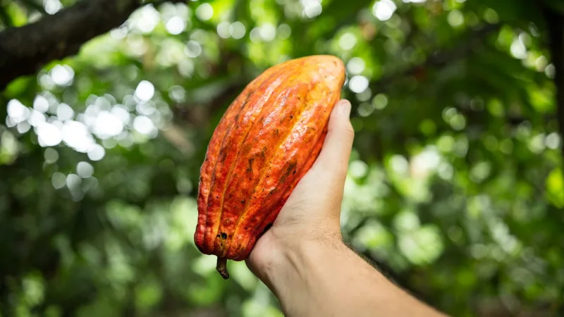 Cacau da Bahia: de Ilhéus ao chocolate de origem