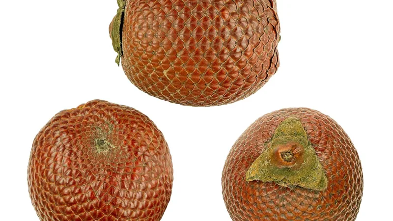 Buriti: a fruta alaranjada da palmeira que colore o Piauí
