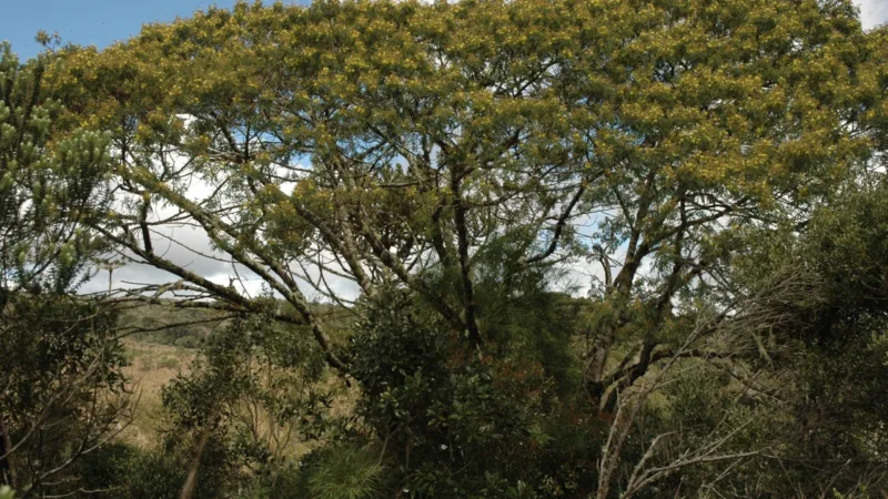 Mel de melato da bracatinga: o mel escuro do planalto catarinense