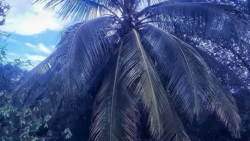 Coco em Alagoas: do coqueiral à cocada e ao leite de coco