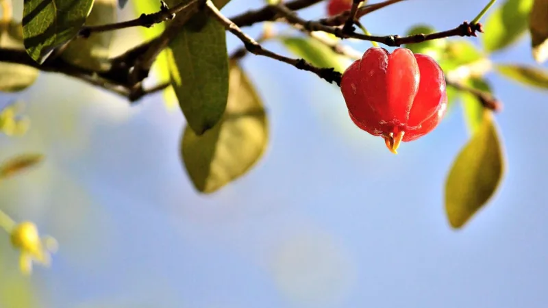 Pitanga no Paraná: a fruta vermelha dos quintais e da mata