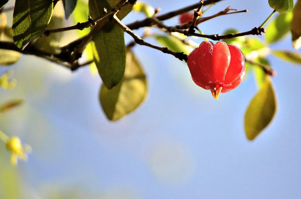 Pitanga no Paraná: a fruta vermelha dos quintais e da mata