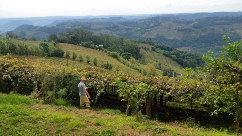 Uva da Serra Gaúcha: a fruta da Festa Nacional da Uva