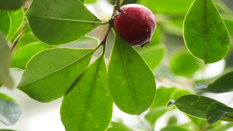 Araçá em Minas: a fruta de muitos nomes e o araçá-de-minas