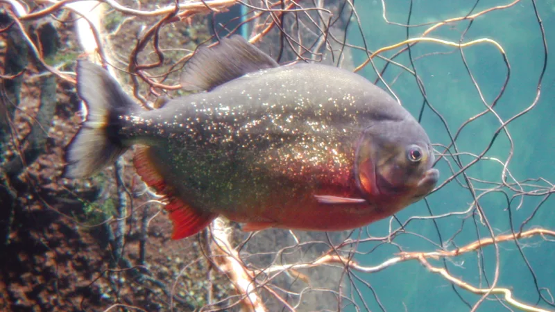 Caldo de piranha: a sopa dos rios do Pantanal sul-mato-grossense