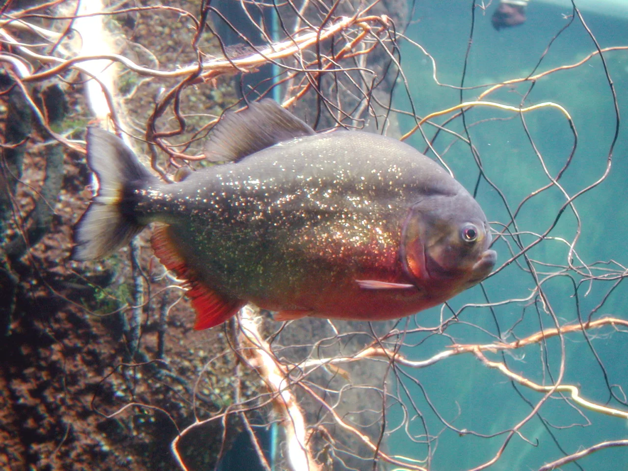 Caldo de piranha: a sopa dos rios do Pantanal sul-mato-grossense