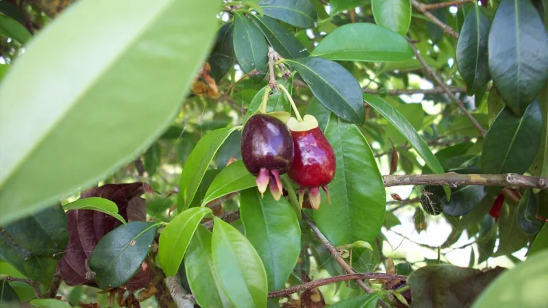 Cereja-do-rio-grande: a fruta nativa da Mata Atlântica