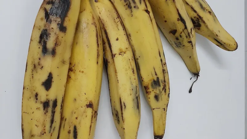 Banana-da-terra no Espírito Santo: da frigideira à moqueca