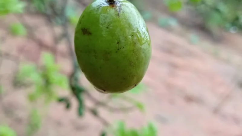 Seriguela no Nordeste: a fruta doce de Pernambuco