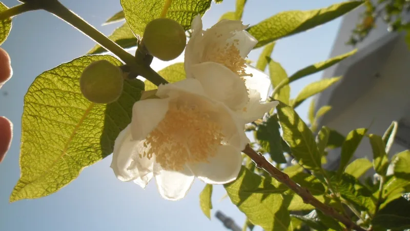 Sete-capotes, a fruta doce-acidulada do planalto do Paraná