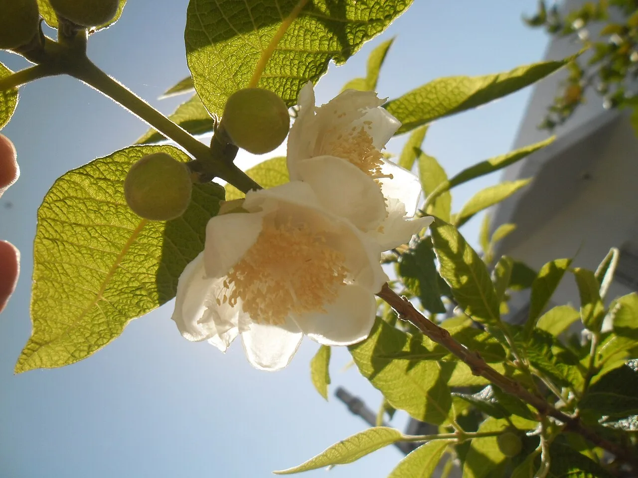 Sete-capotes, a fruta doce-acidulada do planalto do Paraná