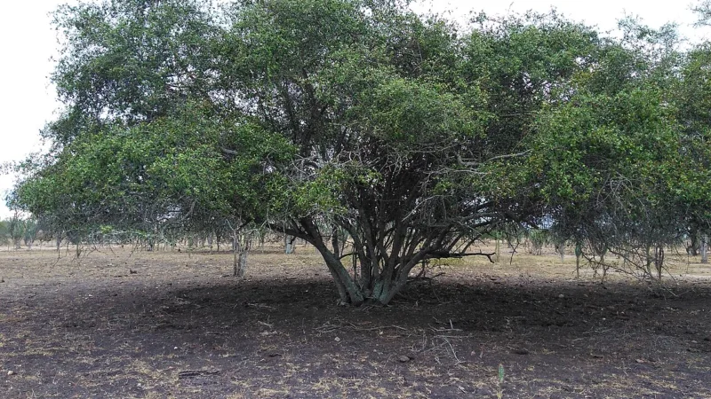 Quixaba: a baga escura da quixabeira, fruta do sertão baiano