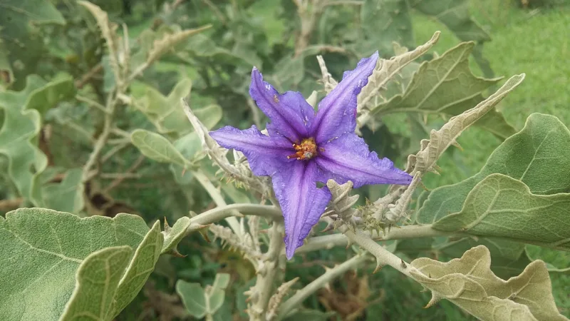 Fruta-do-lobo: a lobeira do Cerrado e o lobo-guará de Minas