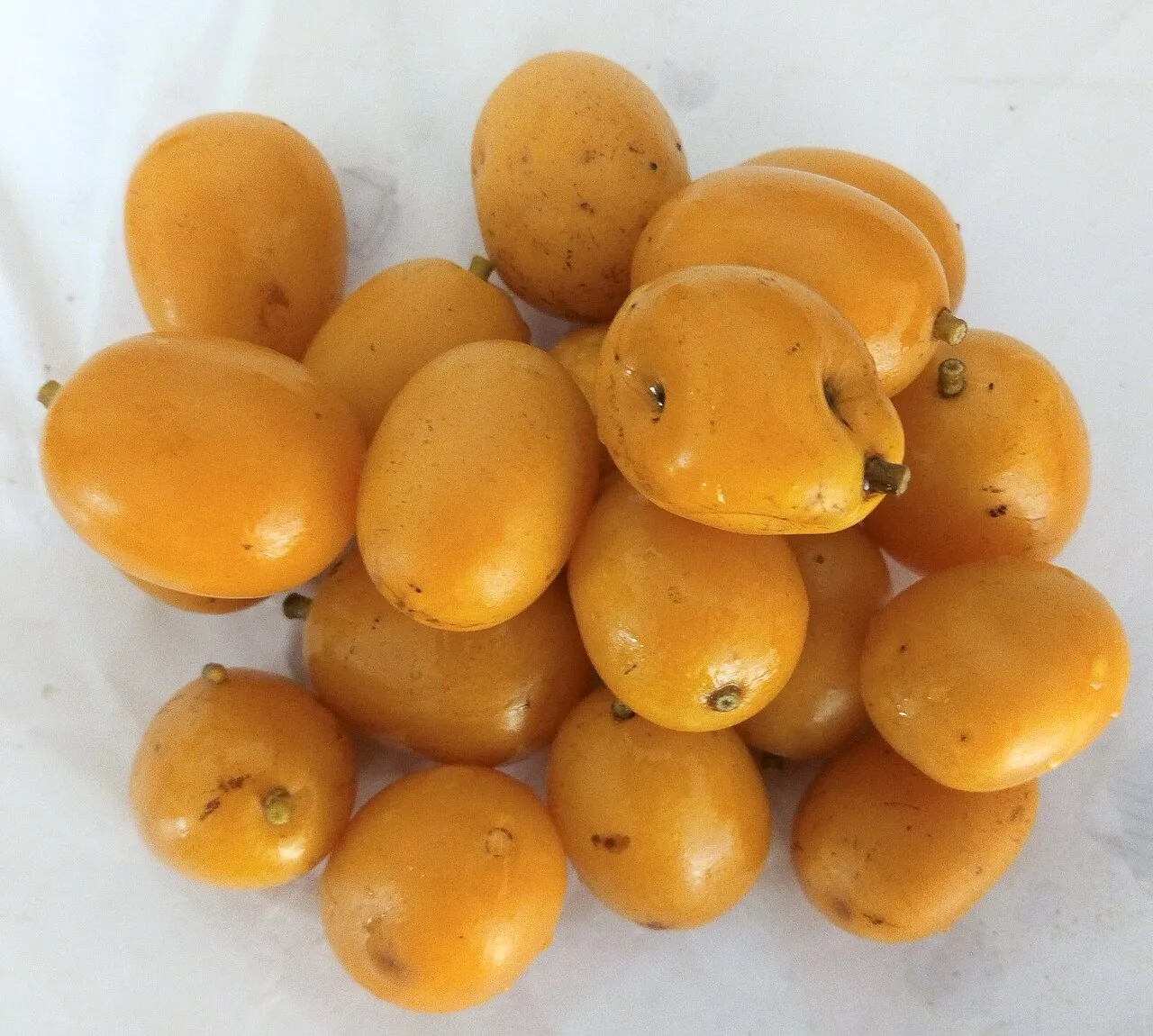 Cajá na Paraíba: fruta ácida de safra curta, entre maio e junho