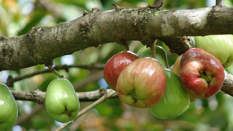 Jambo-vermelho: a fruta asiática que se adaptou ao Norte do Brasil