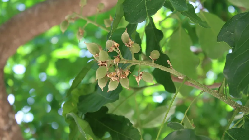 Pitomba: a fruta da Festa de São José, no Crato, Ceará