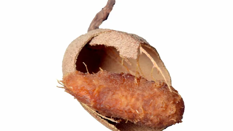 Tamarindo: a vagem africana que conquistou o Nordeste