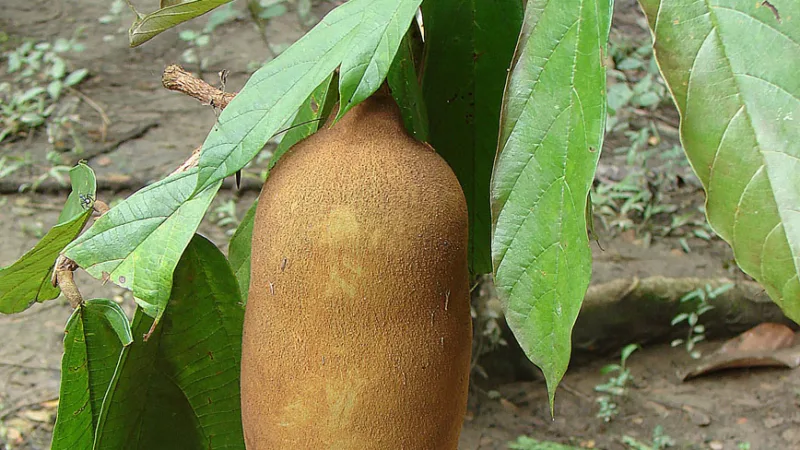 Cupuaçu: o fruto domesticado há 8 mil anos na Amazônia