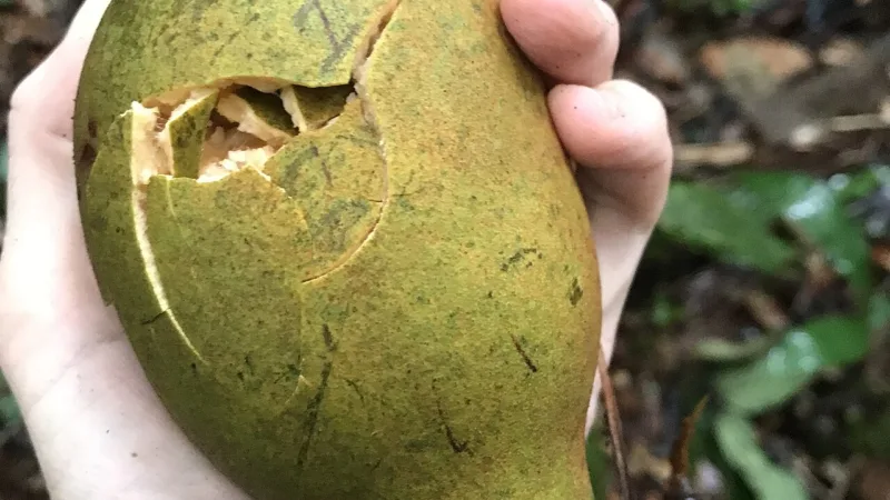 Cupuí: o parente silvestre do cupuaçu nas matas do Pará