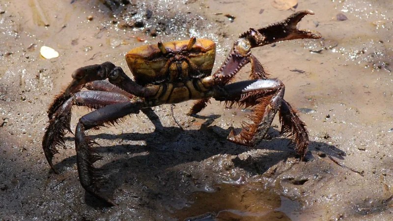 Caranguejo no Pará: da Ilha do Combu à Cidade Velha, na mesa