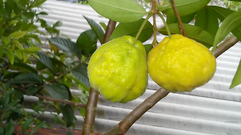 Uvaia, a fruta ácida de nome tupi que cresce no Paraná