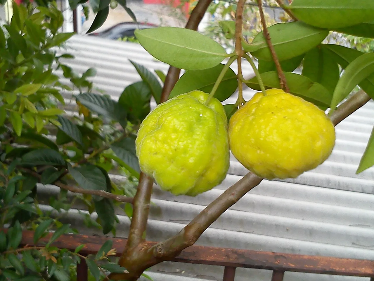 Uvaia, a fruta ácida de nome tupi que cresce no Paraná