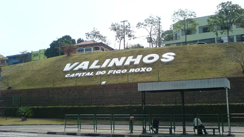 Figo roxo de Valinhos: a fruta que dá fama à cidade paulista