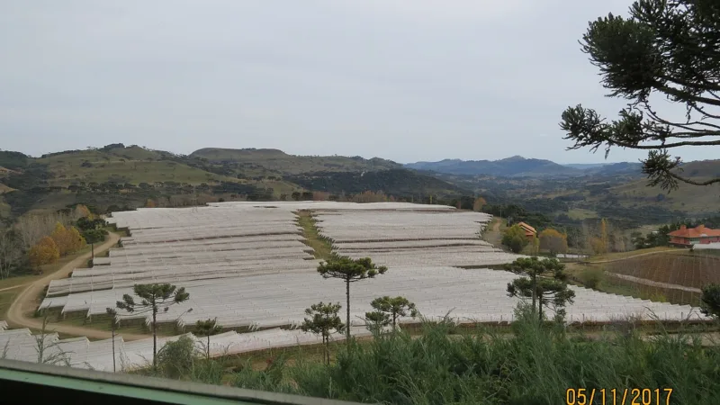 Vinhos de altitude de SC: os rótulos da Serra Catarinense