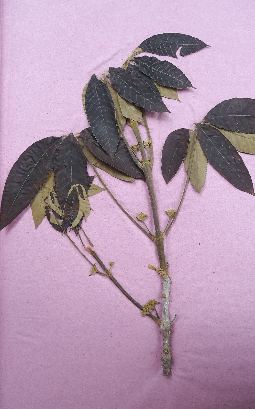 Tarumã: o fruto da árvore dos alagados do Pantanal sul-mato-grossense