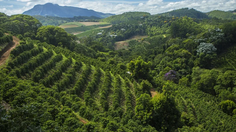 Licores de Venda Nova do Imigrante: o doce da serra italiana