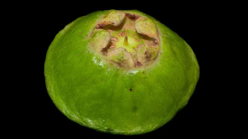 Cambuci: a fruta ácida que deu nome a um bairro de São Paulo