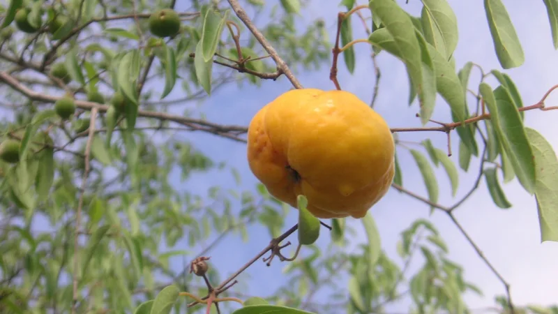 Cereja-do-mato, a fruta negro-violácea das araucárias do Paraná