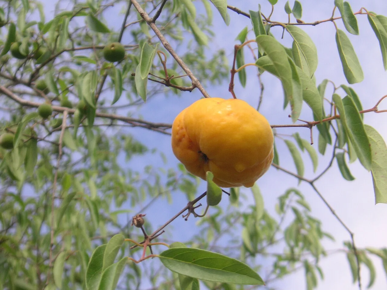 Cereja-do-mato, a fruta negro-violácea das araucárias do Paraná