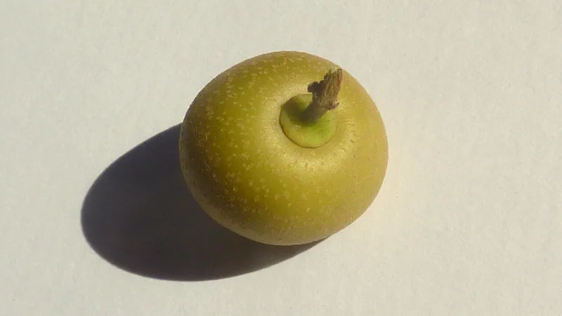 Juá: o fruto do juazeiro que mata a fome e a sede no sertão