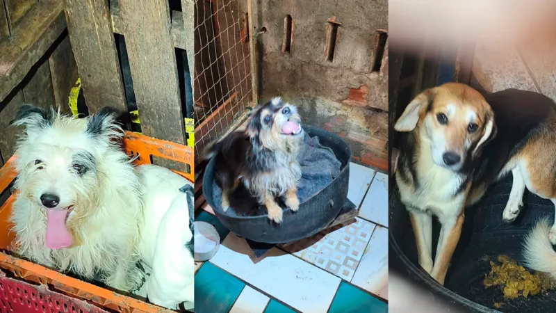 PCDF busca adotantes para cães resgatados de maus-tratos no Guará