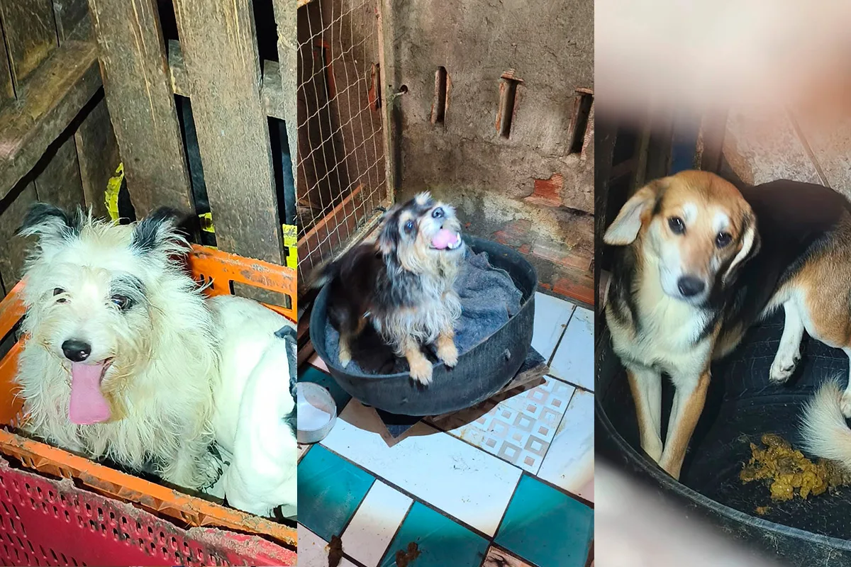 PCDF busca adotantes para cães resgatados de maus-tratos no Guará