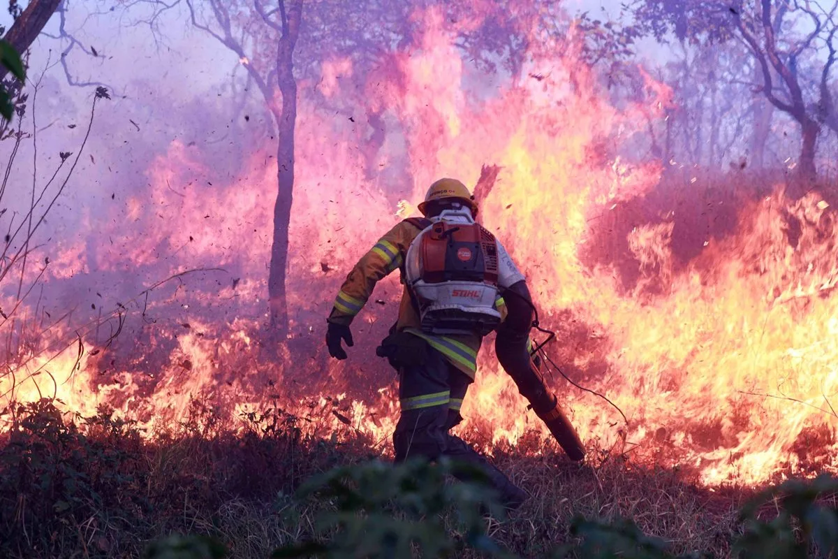 GDF proíbe uso de fogo em vegetação por causa do alto risco de incêndios florestais